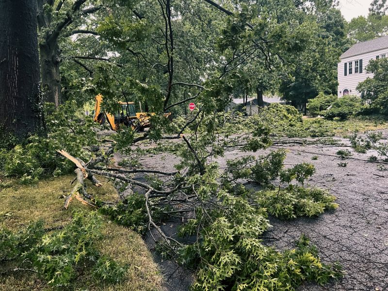 Storm Damage Tree Collapse