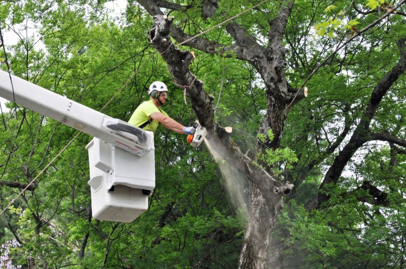 Tree Removal Equipment in Action