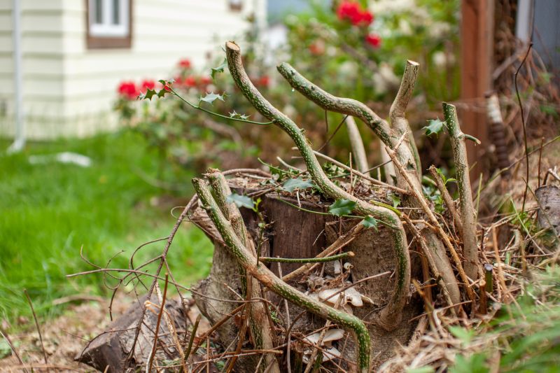 Tree And Stump Removal