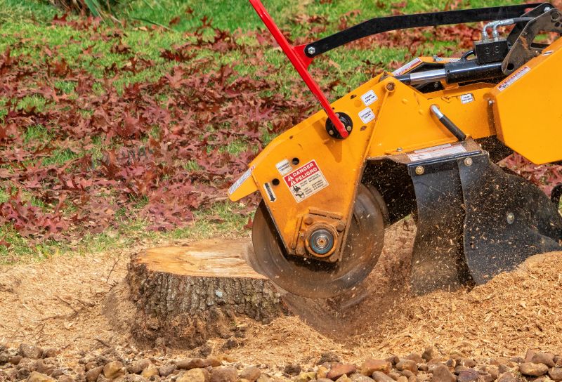 Spring Stump Grinding