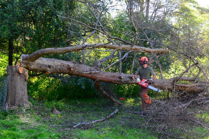 Tree And Stump Removal